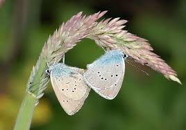 Attēlu rezultāti vaicājumam “Cyaniris semiargus female”