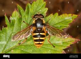 Attēlu rezultāti vaicājumam “Sericomyia silentis”