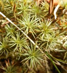 Attēlu rezultāti vaicājumam “Polytrichastrum pallidisetum”