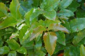 Attēlu rezultāti vaicājumam “Mahonia aquifolium leaf”