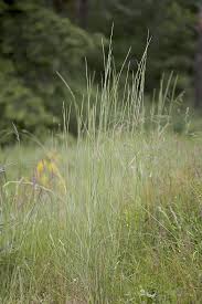 Attēlu rezultāti vaicājumam “Elymus caninus”