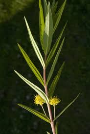 Attēlu rezultāti vaicājumam “Lysimachia thyrsiflora”