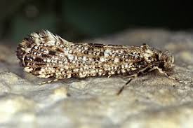 Attēlu rezultāti vaicājumam “Morophaga choragella”