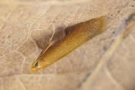 Attēlu rezultāti vaicājumam “Tischeria complanella larva”