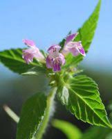 Attēlu rezultāti vaicājumam “Galeopsis bifida”