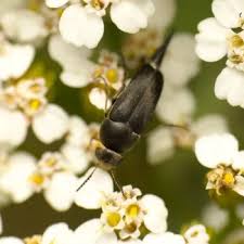 Attēlu rezultāti vaicājumam “Mordella sp.”