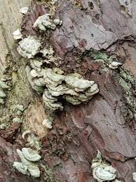 Attēlu rezultāti vaicājumam “Trichaptum abietinum”