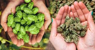 Attēlu rezultāti vaicājumam “Cannabaceae”