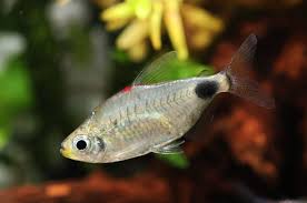 Attēlu rezultāti vaicājumam “Tetratoma ancora”