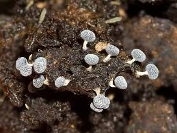 Attēlu rezultāti vaicājumam “Physarum leucophaeum macro”
