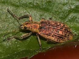 Attēlu rezultāti vaicājumam “Polydrusus mollis”