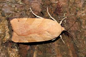 Attēlu rezultāti vaicājumam “Noctua fimbriata imago”