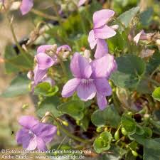 Attēlu rezultāti vaicājumam “Viola rupestris leaf”