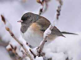 Image result for Junco hyemalis