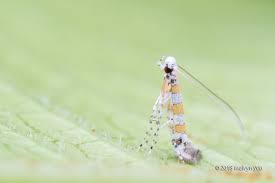 Attēlu rezultāti vaicājumam “Gracillariidae”