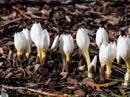 Attēlu rezultāti vaicājumam “Colchicum szovitsii subsp. szovitsii flower”