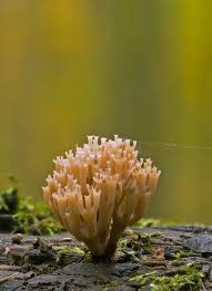 Attēlu rezultāti vaicājumam “Clavicorona pyxidata”