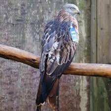 Image result for Kite Ireland