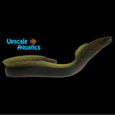 Image result for Gymnothorax funebris