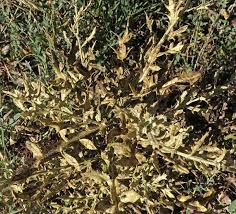 Attēlu rezultāti vaicājumam “Cirsium arvense leaf”