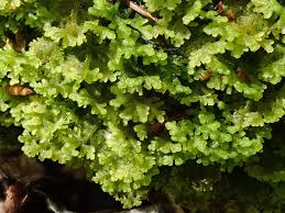 Attēlu rezultāti vaicājumam “Trichocolea tomentella”