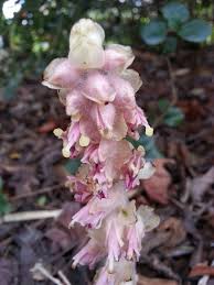 Attēlu rezultāti vaicājumam “Lathraea squamaria fruit”