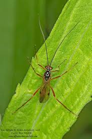 Attēlu rezultāti vaicājumam “Ichneumonidae”