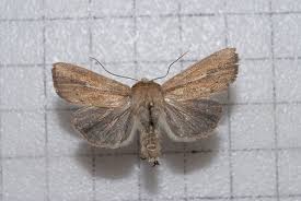 Attēlu rezultāti vaicājumam “Mythimna sp.”