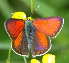 Attēlu rezultāti vaicājumam “Lycaena hippothoe male”