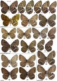 Attēlu rezultāti vaicājumam “Lopinga achine upperside”