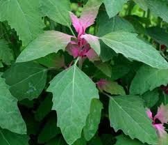 Attēlu rezultāti vaicājumam “Chenopodiaceae”