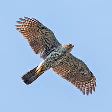 Image result for Goshawks G C