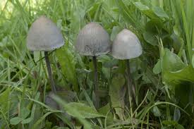 Attēlu rezultāti vaicājumam “Panaeolus papilionaceus”