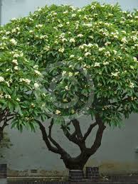 Attēlu rezultāti vaicājumam “Euura acutifoliae”