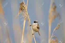 Attēlu rezultāti vaicājumam “Remiz pendulinus adult”