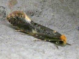 Attēlu rezultāti vaicājumam “Monopis weaverella”