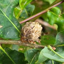 Attēlu rezultāti vaicājumam “Andricus foecundatrix”