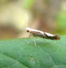 Attēlu rezultāti vaicājumam “Argyresthia pruniella”