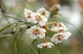 Attēlu rezultāti vaicājumam “Ericaceae”