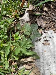 Attēlu rezultāti vaicājumam “Potentilla reptans”