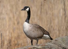 Attēlu rezultāti vaicājumam “Branta canadensis”