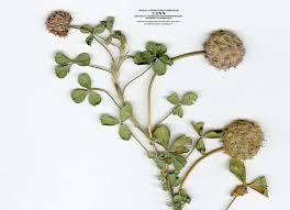 Attēlu rezultāti vaicājumam “Trifolium fragiferum leaf”