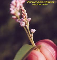 Image result for Dendroica pensylvanica