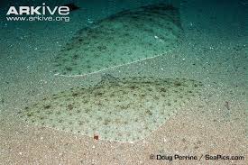 Image result for Gymnura natalensis