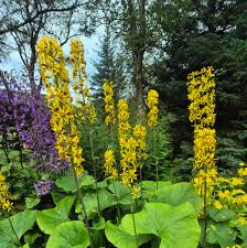 Attēlu rezultāti vaicājumam “Ligularia sibirica flower”