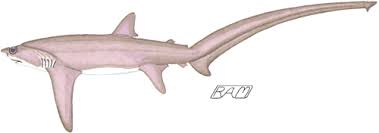 Image result for Alopias superciliosus