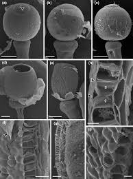 Attēlu rezultāti vaicājumam “Sphagnum palustre sporophyte”