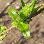 Attēlu rezultāti vaicājumam “Lonicera ferdinandii fruit”