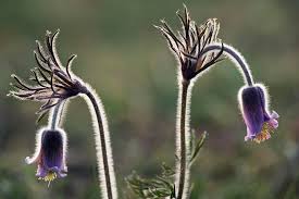 Attēlu rezultāti vaicājumam “Pulsatilla pratensis flower”