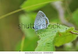 Attēlu rezultāti vaicājumam “Everes argiades female”